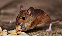 24 Hour & Emergency Exterminators in Fountain City, WI